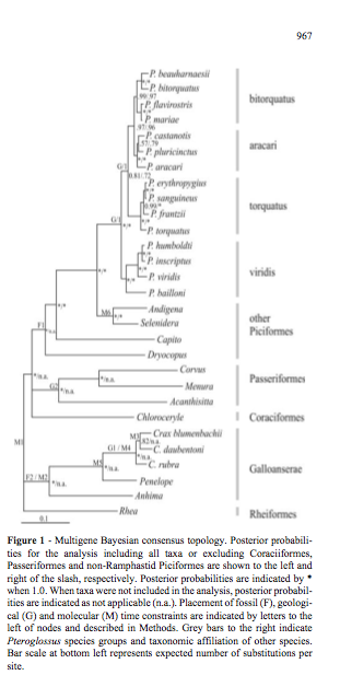 pteroglossus tree