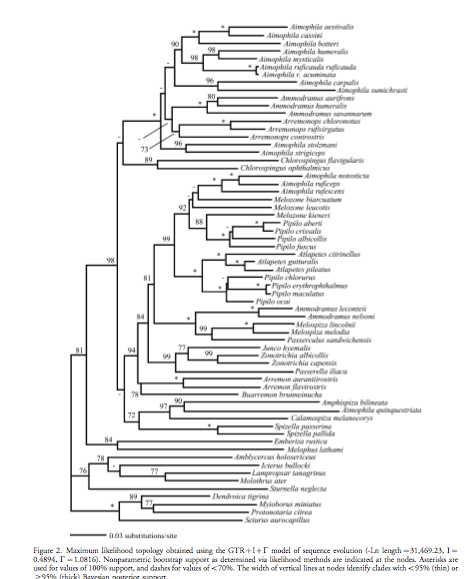 rhynchospiza