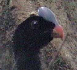 Pauxi unicornis koepckeae 2006g head