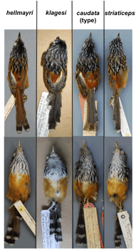 Macintosh HD:Users:cuervo:Desktop:Drymophila_male.comparison.png