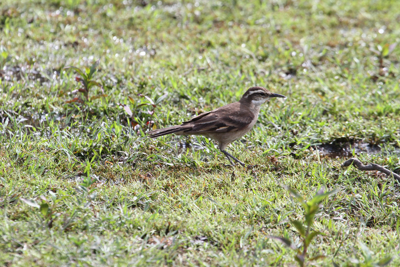 Cipo Cinclodes 2, Lapinha da Serra, Minas Gerais, Brazil, 11:6:2.jpeg