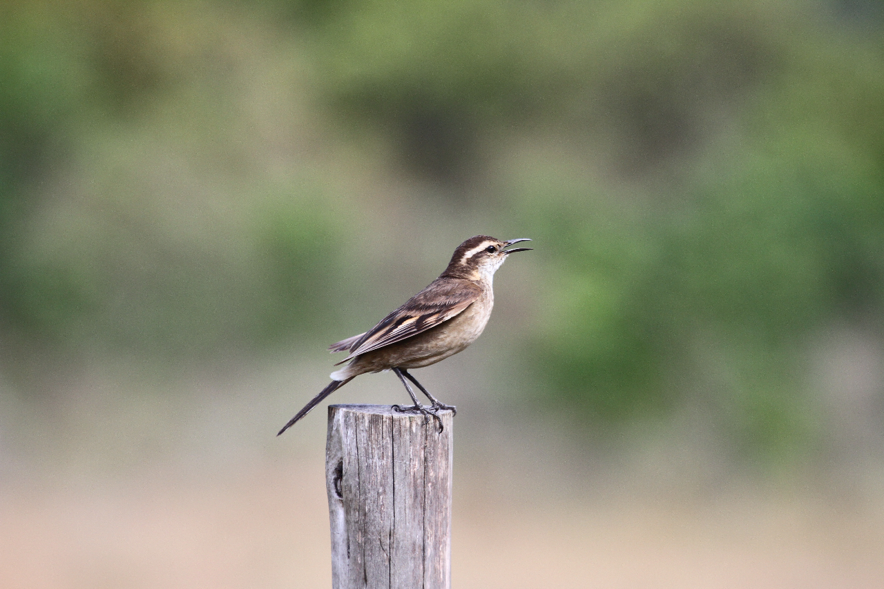 Cipo Cinclodes, Lapinha da Serra, Minas Gerais, Brazil, 11:6:201.jpeg