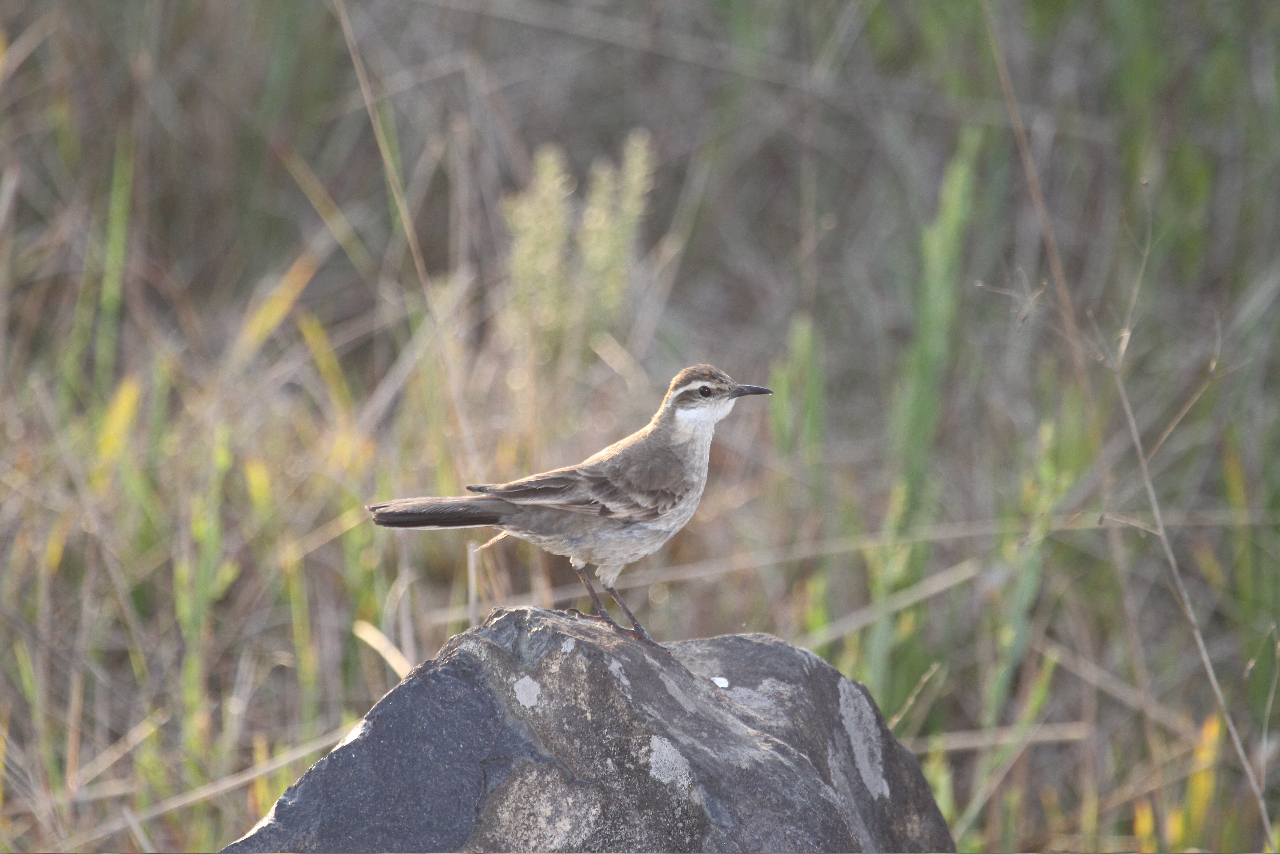 Long-tailed Cinclodes, Sao Francisco de Paula, RS, Brazil, 10:4:.jpeg