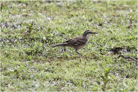 Cipo Cinclodes 2, Lapinha da Serra, Minas Gerais, Brazil, 11:6:2.jpeg
