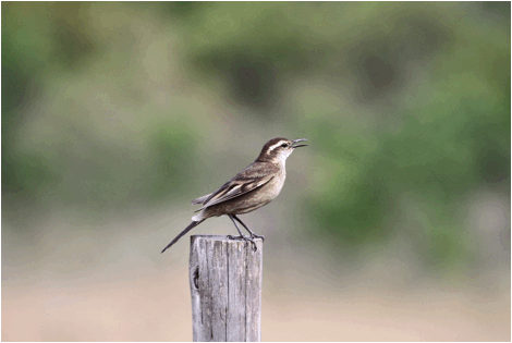 Cipo Cinclodes, Lapinha da Serra, Minas Gerais, Brazil, 11:6:201.jpeg