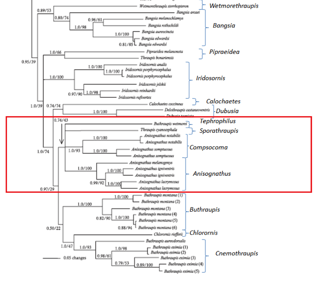 Burns phylogeny