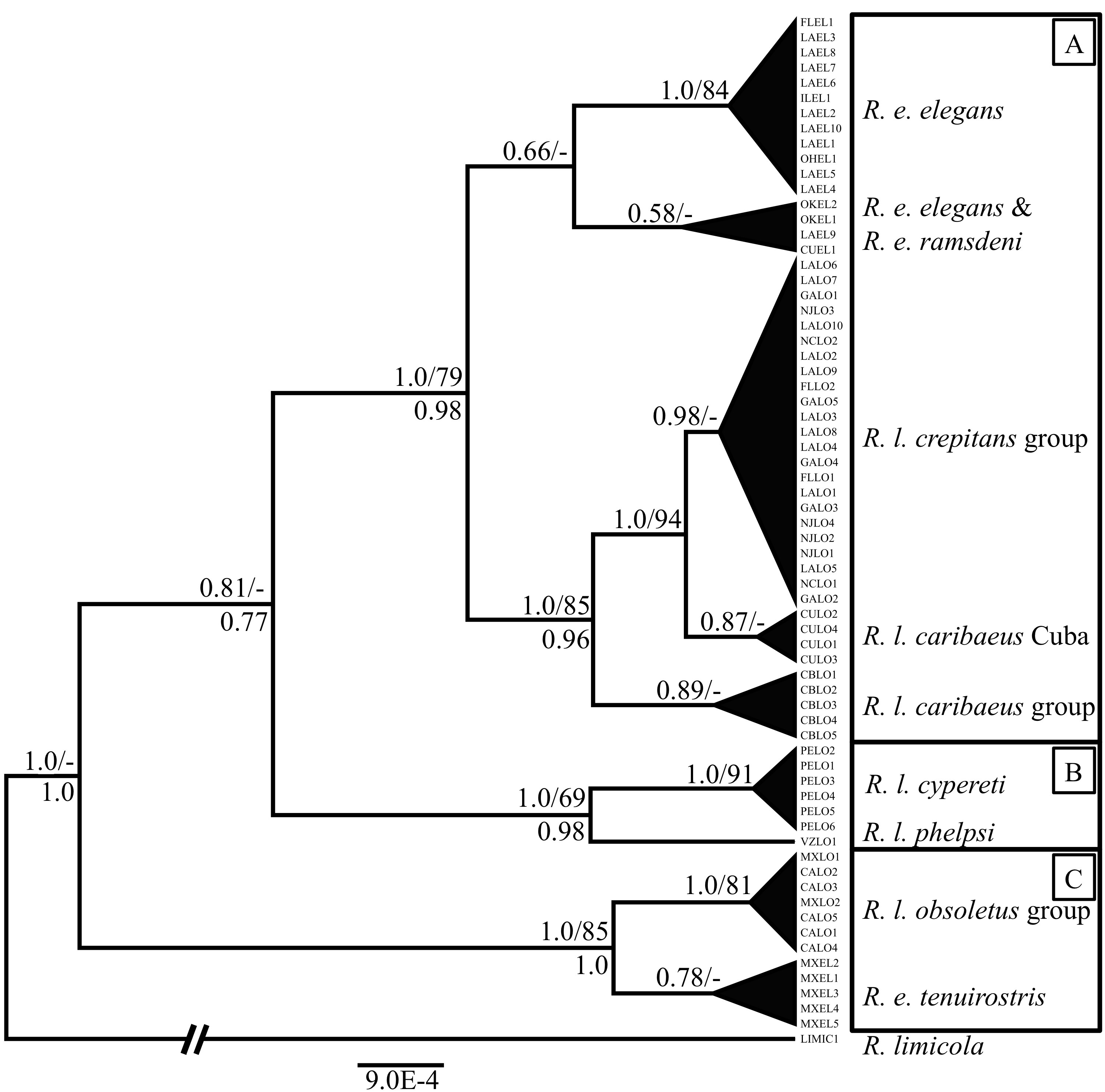 :Manuscripts:Rallus.Phylogeny:Fig.2.pdf