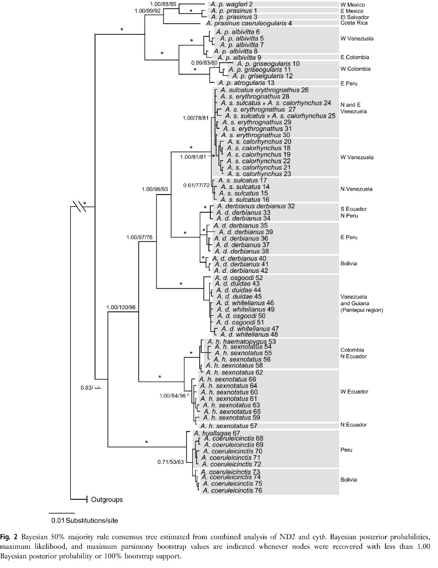 Bonaccorso et al 2011 Zoological Scripta Aulacorhynchus-8