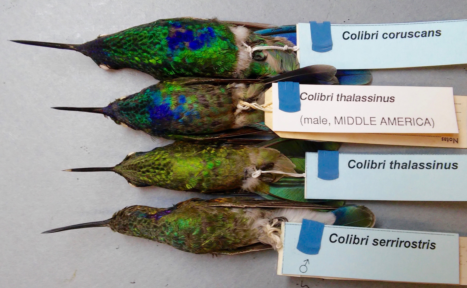 Colibri thalassin - Colibri thalassinus