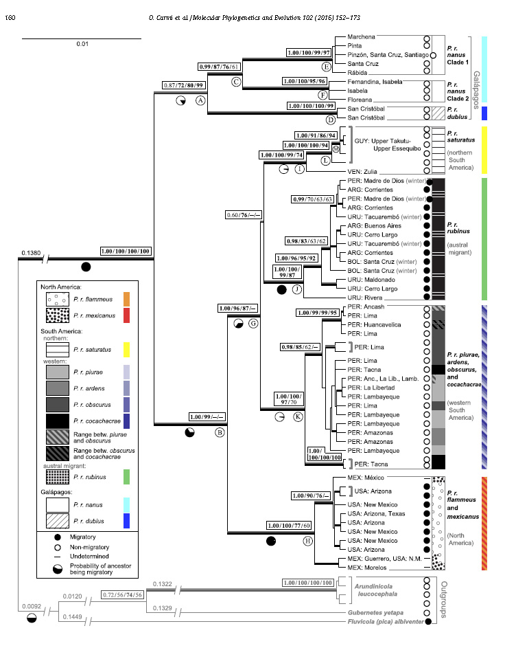 Pyrocephalus phylogeny detail.jpg