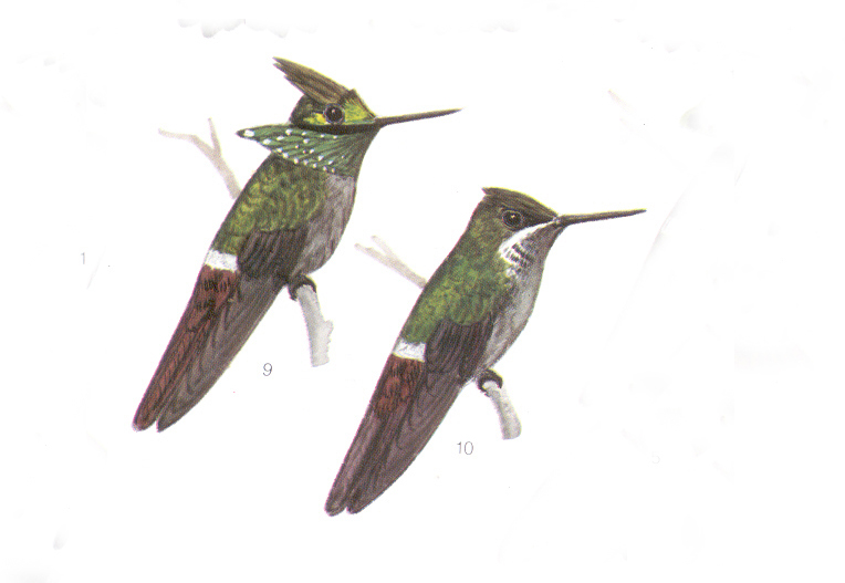 Lophornis