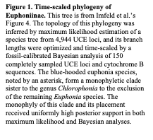 Text Box: Figure 1. Time-scaled phylogeny of Euphoniinae. This tree is from Imfeld et al.’s Figure 4. The topology of this phylogeny was inferred by maximum likelihood estimation of a species tree from 4,944 UCE loci, and its branch lengths were optimized and time-scaled by a fossil-calibrated Bayesian analysis of 150 completely sampled UCE loci and cytochrome B sequences. The blue-hooded euphonia species, noted by an asterisk, form a monophyletic clade sister to the genus Chlorophonia to the exclusion of the remaining Euphonia species. The monophyly of this clade and its placement received uniformly high posterior support in both maximum likelihood and Bayesian analyses.
