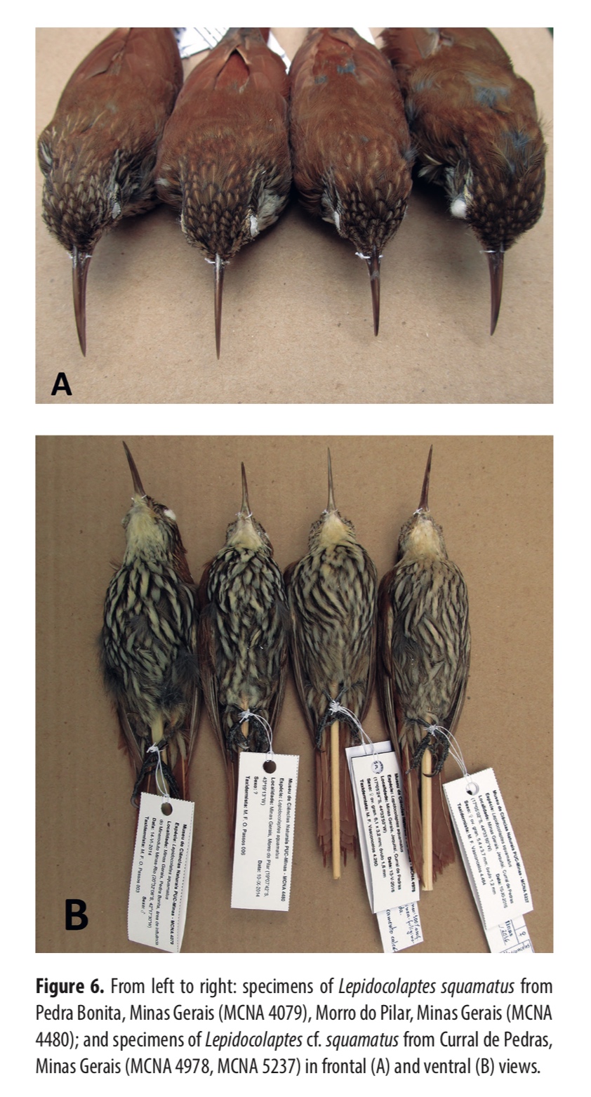 Pajarografo Sólido:Users:javierareta:Desktop:Vasconcelos & Neto 2018 Figure 6.jpg