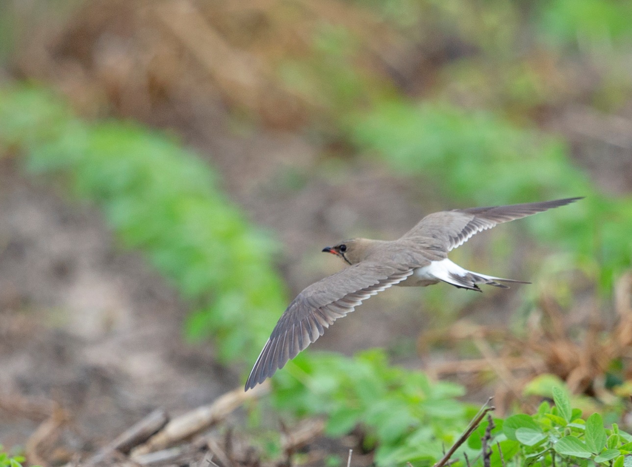 A picture containing bird, grass, outdoor, ground

Description automatically generated