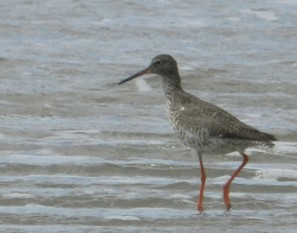 A bird walking in the water

Description automatically generated with medium confidence