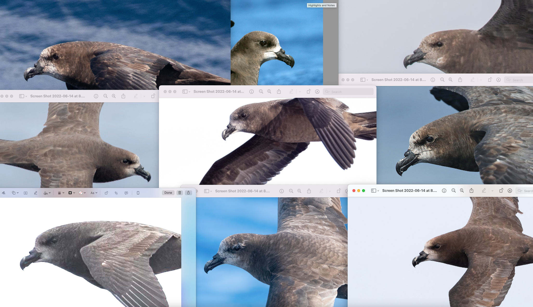 A picture containing bird, aquatic bird, jaeger, different

Description automatically generated