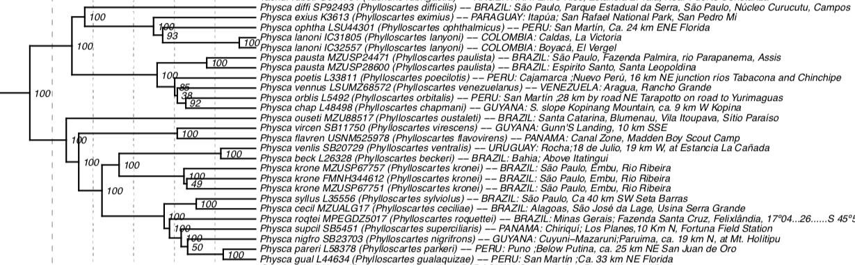 Pajarografo Sólido:Users:javierareta:Downloads:Harvey et al Pogonotriccus+Phylloscartes.png