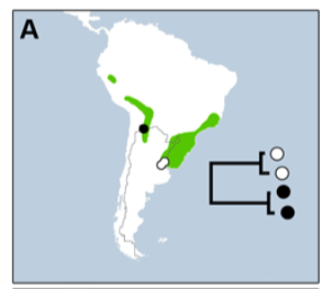 Pajarografo Sólido:Users:javierareta:Desktop:Kerr et al 2009 T. ruficapillus Fig 2.png