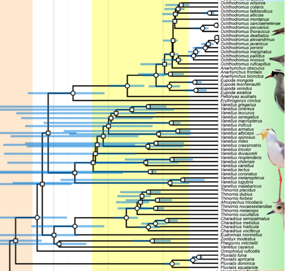 A group of birds standing on a chart

Description automatically generated